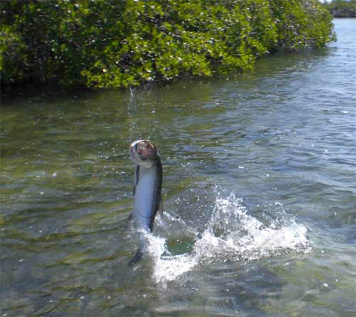 tarpon_cuba_mouche_flats_coolflies_2